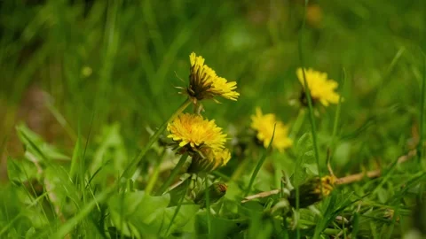 Dandelions on a summer meadow Stock Footage 272990173