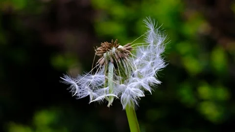 Dandelions on a summer meadow Stock Footage 273512010
