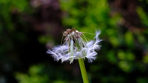 Dandelions on a summer meadow Stock Footage 273512079