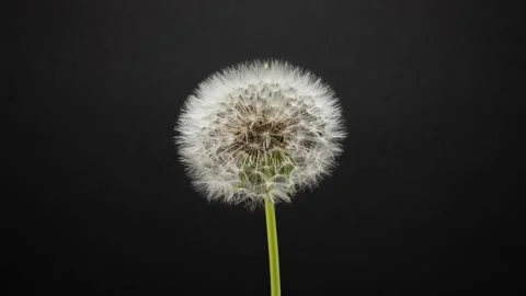 Dandelions on a summer meadow Stock Footage 275293077