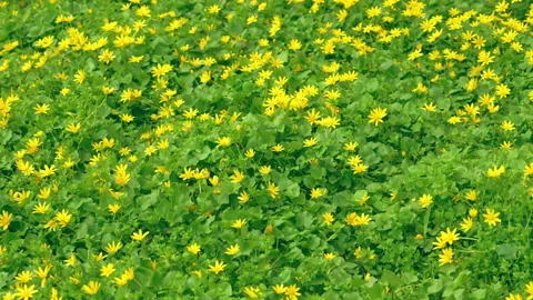 Dandelions in summer outdoors Stock Footage 157164528
