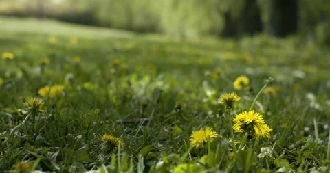 Dandelions in summer park. Stock Footage 131120717