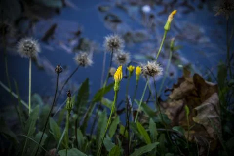 Dandelions in the Summer Stock Photos