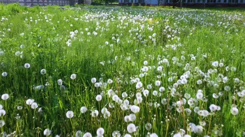 Dandelions at sunrise Video stock 170762039