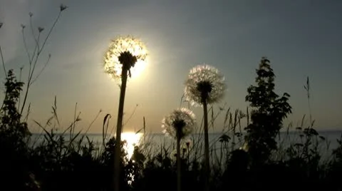 Dandelions at Sunset 스톡 동영상 10579973