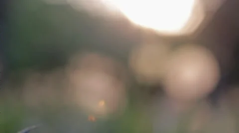 Dandelions at sunset Видео 36346124