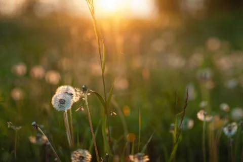 Dandelions at sunset Stock Photos