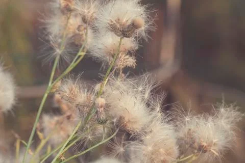 Dandelions in the sunset Stock Photos