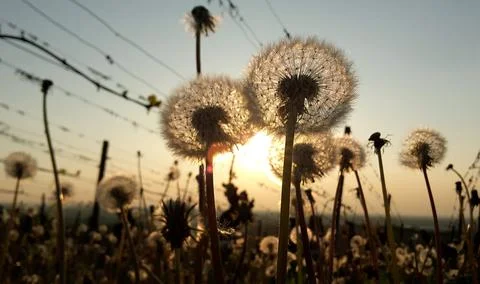 Dandelions at sunset Stock Photos