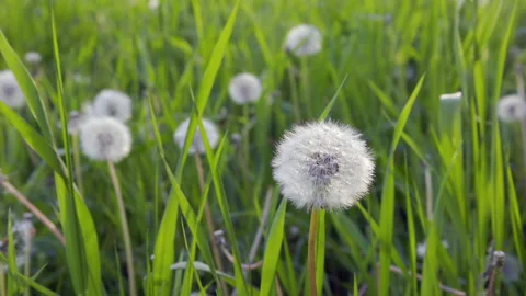 Dandelions sway in the wind Video stock 276407126