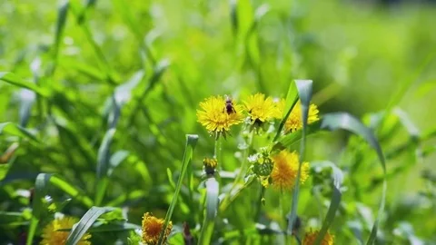 Dandelions swaying in the solar wind, pollinated by bees Stock Footage 84774327