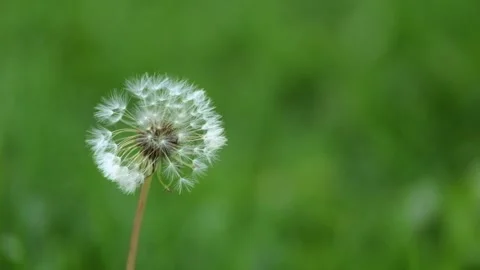 Dandelions swaying in the wind Stock Footage 270310100