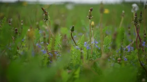 Dandelions swaying in the wind in the green grass cloudy picture. Stockbeeldmateriaal 272321906