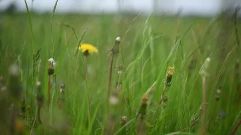Dandelions swaying in the wind in the green grass cloudy picture. Video stock 272321907