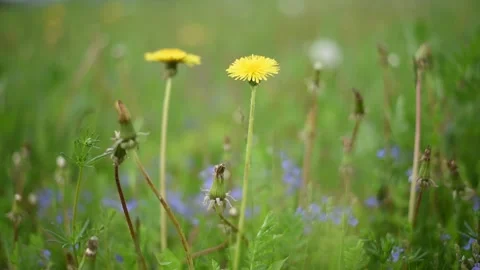 Dandelions swaying in the wind in the green grass cloudy picture. Video stock 272321908