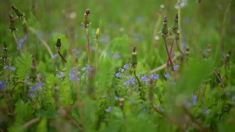 Dandelions swaying in the wind in the green grass cloudy picture. Video stock 272321909