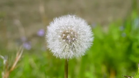 Dandelions Swaying in the Wind in Japan Stock Footage 336739234