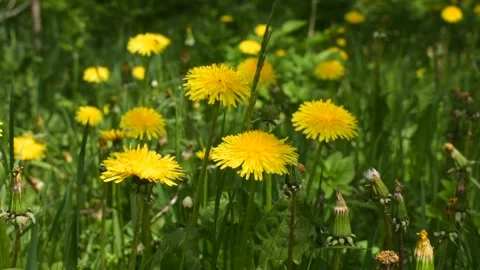 Dandelions swaying in the wind in the sunlight Stock Footage 140493224