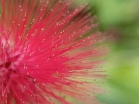 Dandelions thrive in temperate regions 스톡 사진