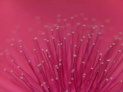Dandelions thrive in temperate regions Fotos Stock