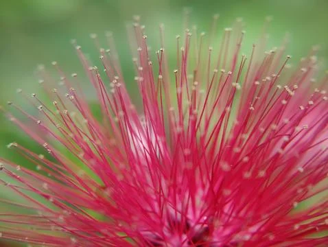 Dandelions thrive in temperate regions Фото
