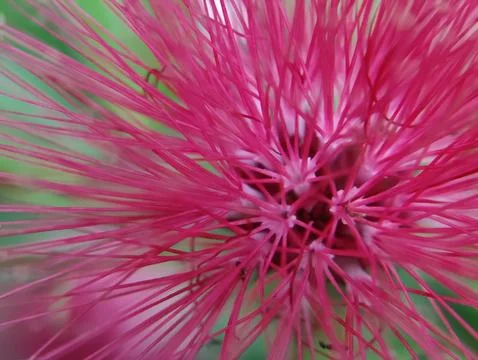 Dandelions thrive in temperate regions Stockfoto's