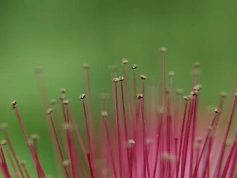 Dandelions thrive in temperate regions Fotos Stock
