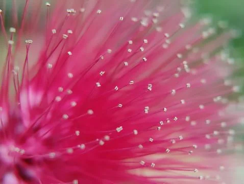 Dandelions thrive in temperate regions Фото