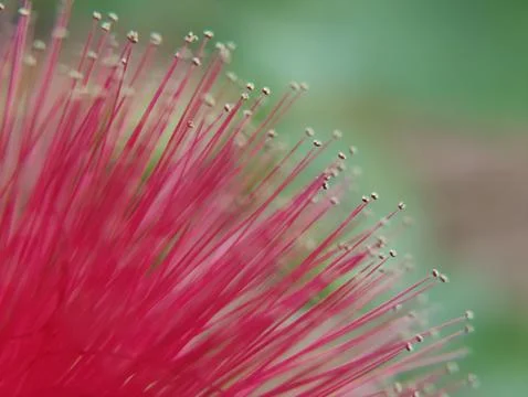 Dandelions thrive in temperate regions 库存照片