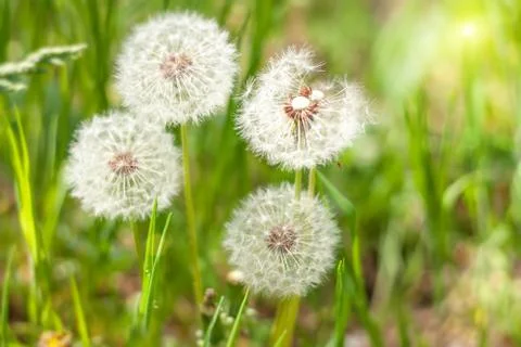 Dandelions under sun rays. Stock Photos