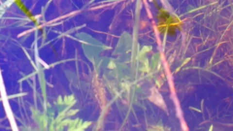 Dandelions under water 库存影片 76872837