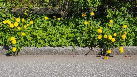 Dandelions weed bed Stock Photos
