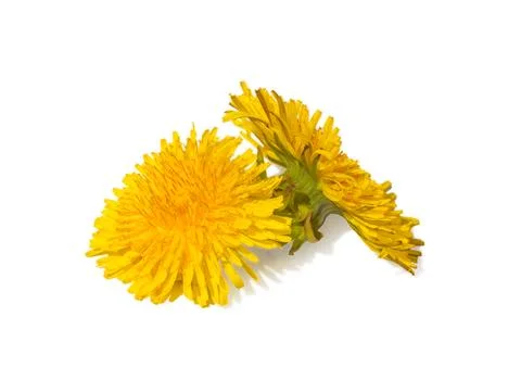 Dandelions on a white isolated background Stock Photos