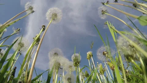 Dandelions in the wind against the sky 스톡 동영상 90758609