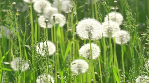 Dandelions in the wind. Stock Footage 39579989