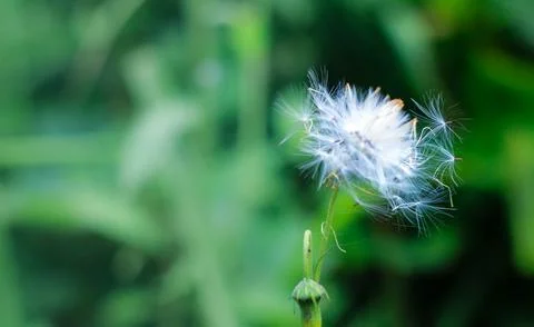 Dandelions in the wind Stock Photos