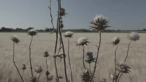Dandelions at the yellow field Stockbeeldmateriaal 146456688