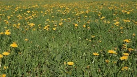 Dandelions - yellow flowers in Spring Video stock 168306143