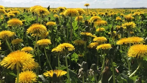 Dandelions yellow huge a field Stockbeeldmateriaal 130569763