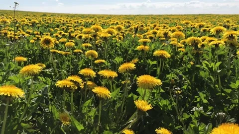 Dandelions yellow huge a field Video stock 130569813
