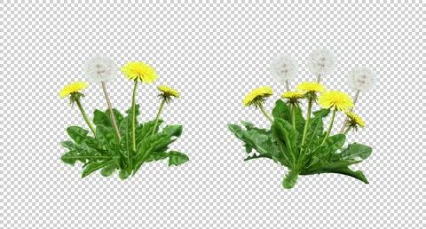 Dandelions.png Stock Illustration