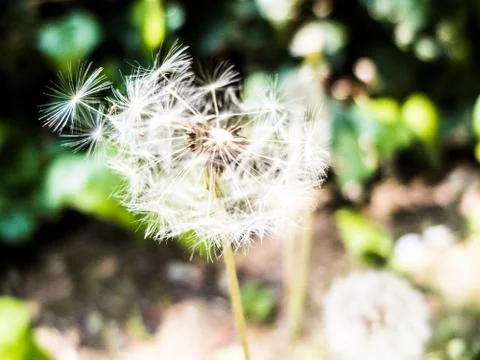 Dandelium Fotos Stock