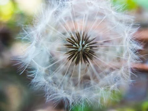 Dandelium Stock Photos