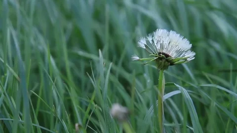 Dandellion close up Stock Footage 77048911