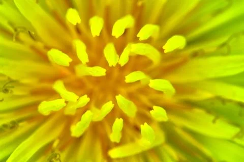 Dandellion macro Stock Photos