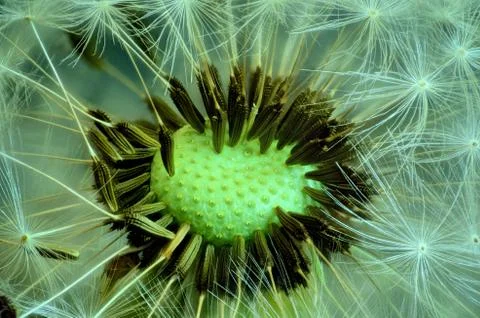 Dandellion macro Stock Photos
