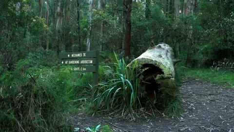 Dandenong Ranges Park: Tree Trunk in the Forest, Mount Dandenong Sign Stock Footage 70001253