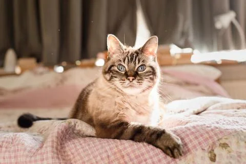 Dander particles floating around cat, pet allergy concept, copy space Фото