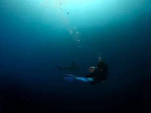 Danderous shark swim throw the crystal clear water Stock Photos