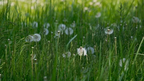 Dandi Lyons and Tall Grass Blowing in the Breeze Stock Footage 91275354
